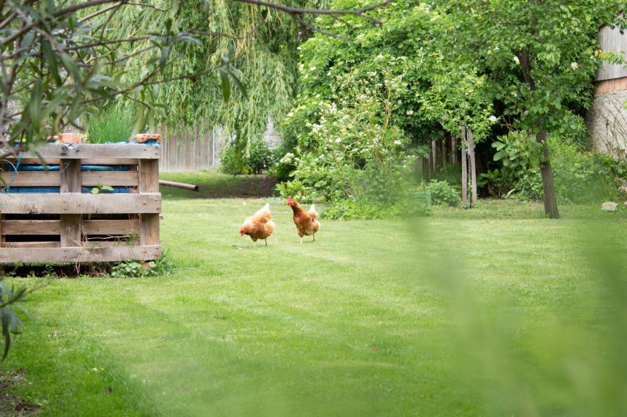 Ferienwohnung Koppi Pamhagen Buitenkant foto